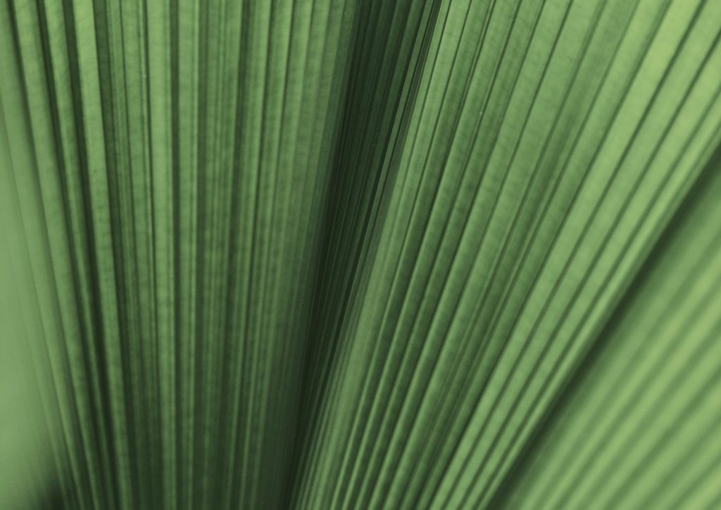 Ruffled leaf palm tree background